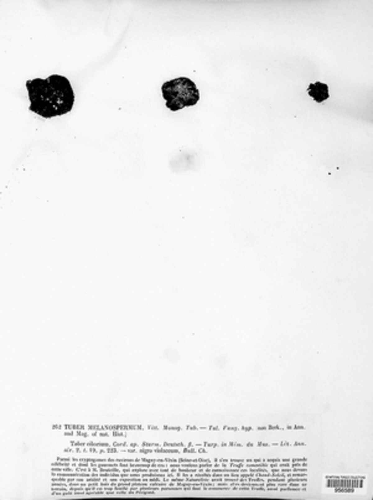 Tuberaceae image